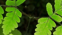 Gymnocarpium dryopteris